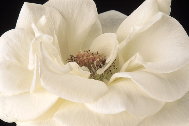 Color Botanicals - White-Rose-I