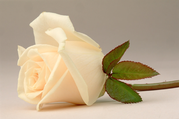 Color Botanicals - White Rose III