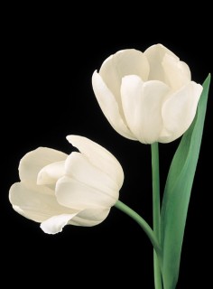 Color Botanicals - White Tulips