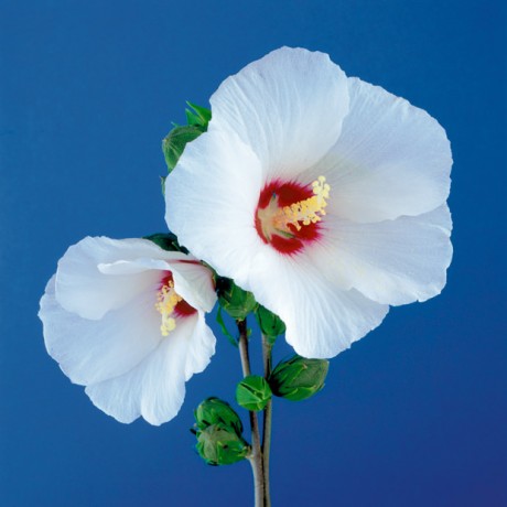 Color Botanicals - Wild Hibiscus