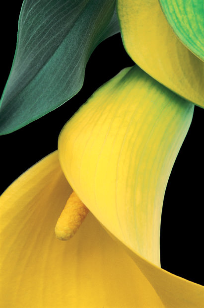 Color Botanicals - Yellow-Calla