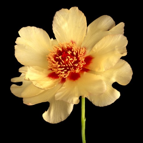 Color Botanicals- Yellow-Tree-Peony