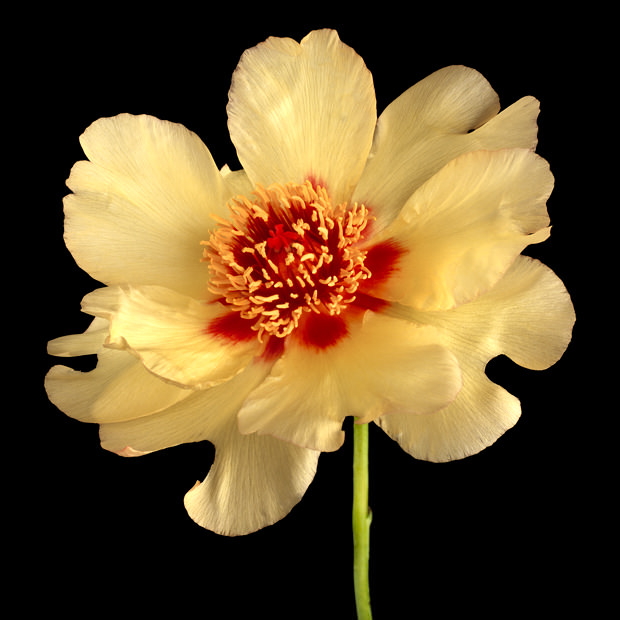 Color Botanicals- Yellow-Tree-Peony