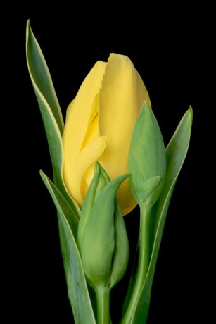 Color Botanicals - Yellow Tulip with Buds
