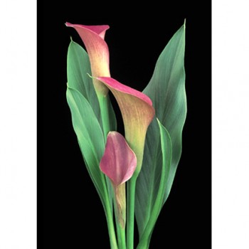 CALLA LILIES