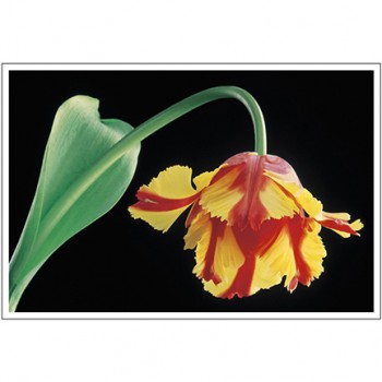 Parrot Tulip I