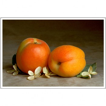 TWO APRICOTS