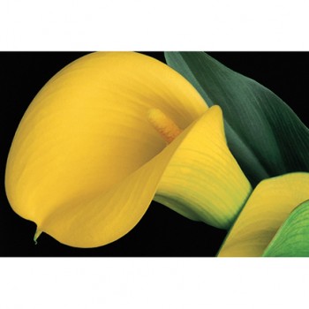 Yellow Calla