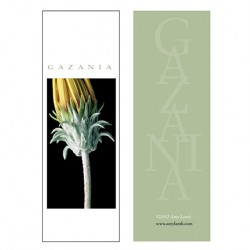 Gazania