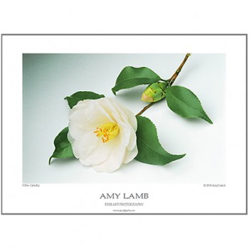 White Camellia