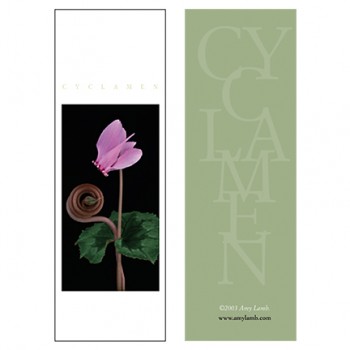 Cyclamen IV