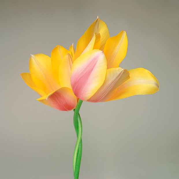 Color Botanicals - Two Tulips I