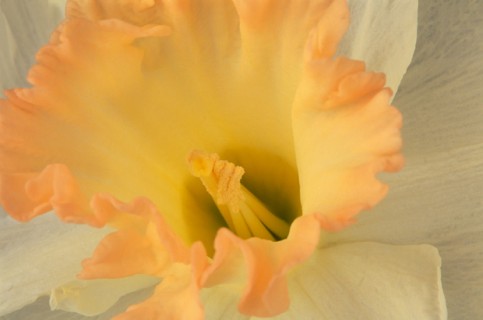 Close up view of Daffodil in Spring