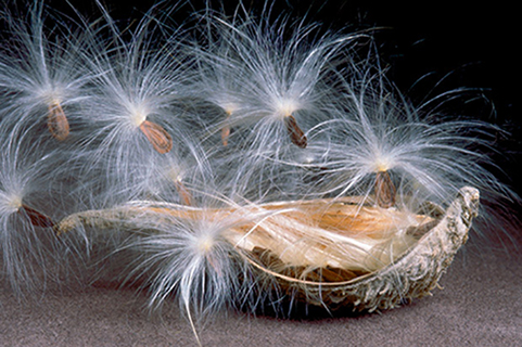 Milkweed Seed Pod III