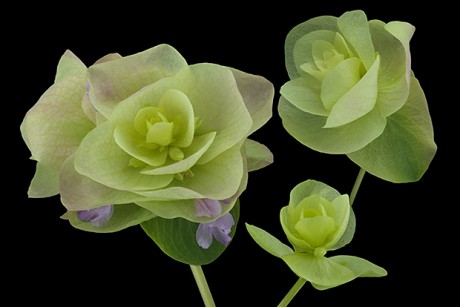 Image result for flowering oregano kent beauty