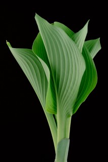 Emerging-Hosta
