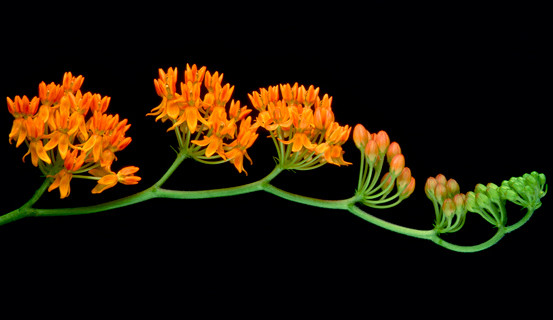 Butterfly Weed (Asclepias)