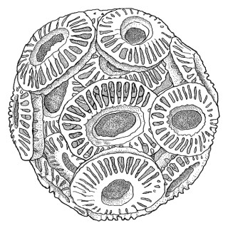 Coccolithophore (single cell algae)