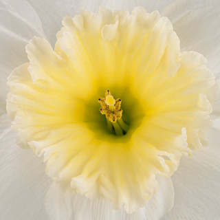 Full Frame of Daffodil Close-Up ©Amy Lamb 
