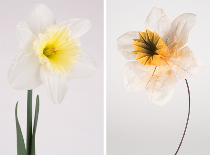 Daffodil-Composite-3crop-WEB