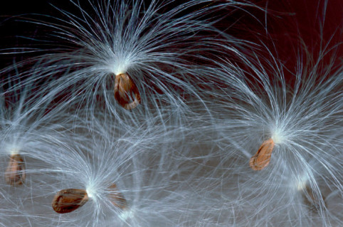Milkweed Seeds (Asclepias Seeds)